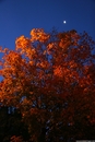 Tree and Streetlight