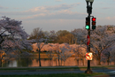 Cherry Blossom Festival 020