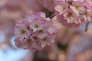 Cherry Blossom Festival 046