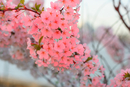 Cherry Blossom Festival 054