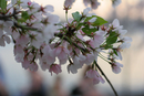 Cherry Blossom Festival 070