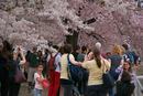 Cherry Blossom Festival 073