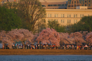 Cherry Blossom Festival 074