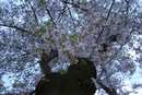 Cherry Blossom Festival 077