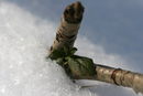 Snowy-Twig-1