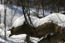 Snowy-Tree-3