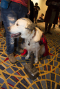 DragonCon 2015 - Friday 011