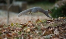 Squirrel Jumping