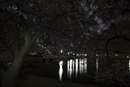 Cherry-Blossoms-2019-001