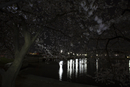 Cherry Blossoms 2019