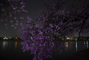 Cherry-Blossoms-2019-002