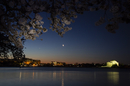 Cherry-Blossoms-2019-007