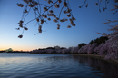 Cherry-Blossoms-2019-012