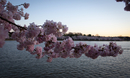 Cherry-Blossoms-2019-017