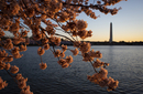 Cherry-Blossoms-2019-023