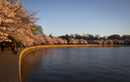 Cherry-Blossoms-2019-025