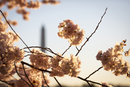 Cherry-Blossoms-2019-030