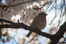 Cherry-Blossoms-2019-037