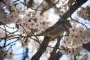 Cherry-Blossoms-2019-038