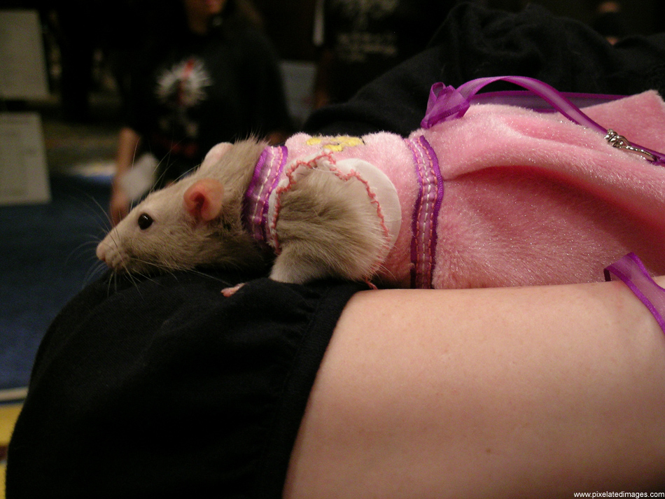 cosplaying rat