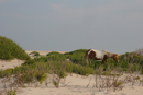 Assateague_040