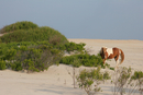 Assateague_041