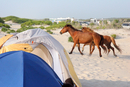 Assateague_060