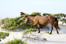 Assateague_061