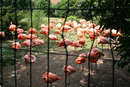 zoo_024