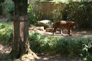 zoo_025