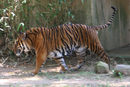 zoo_026