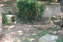 zoo_027