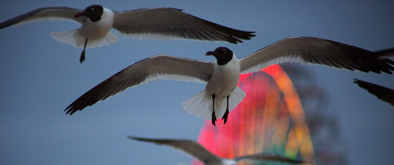 Seagull flying